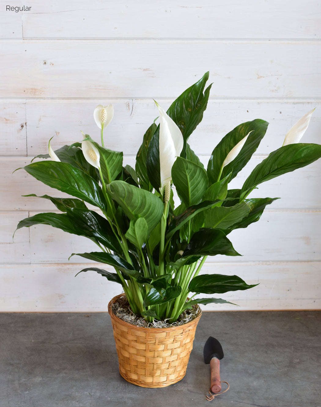 PEACE LILY