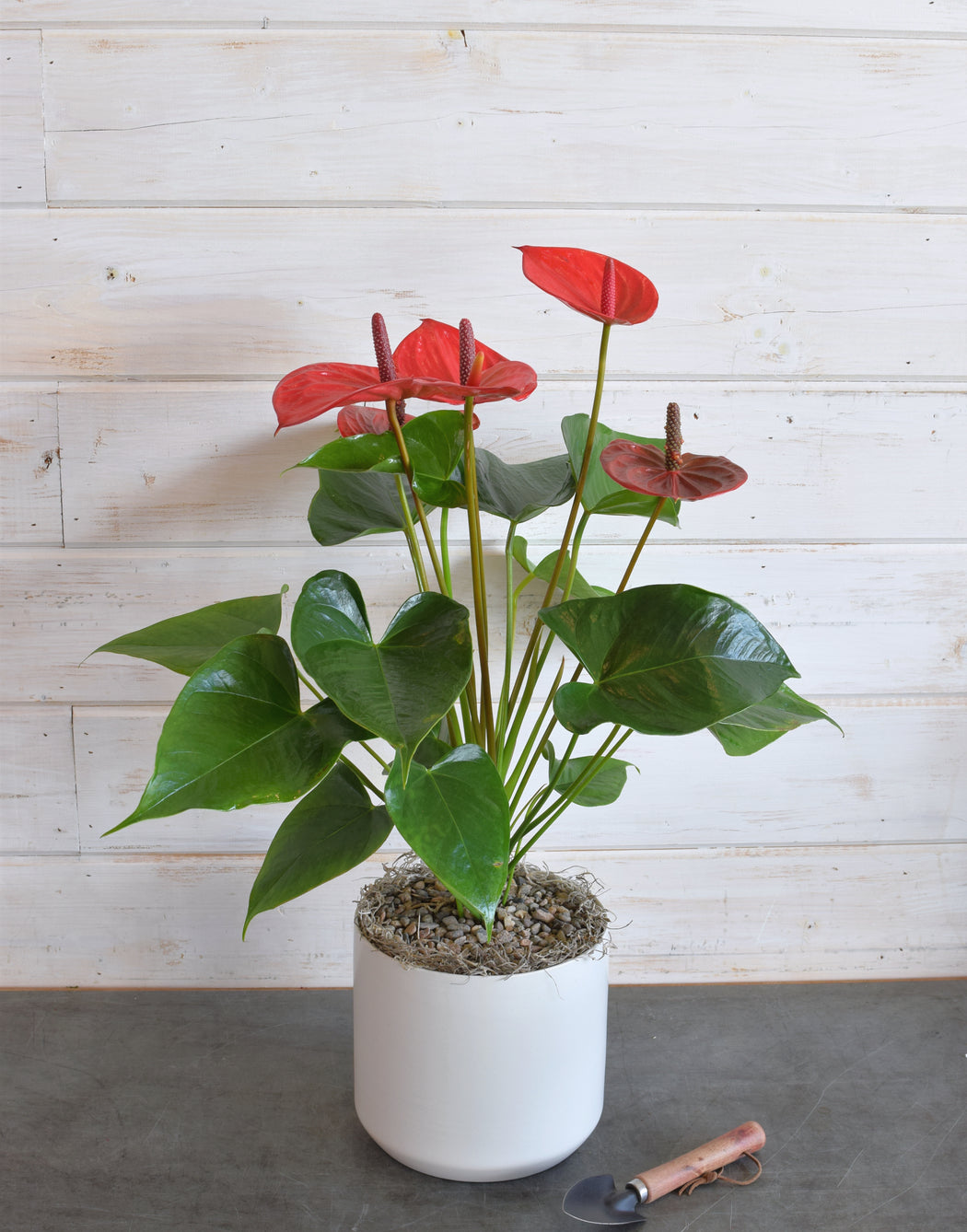 anthurium pot plant Anthurium Plant – Heart-Shaped Blooms Delivered in Orange County — Flowerful
