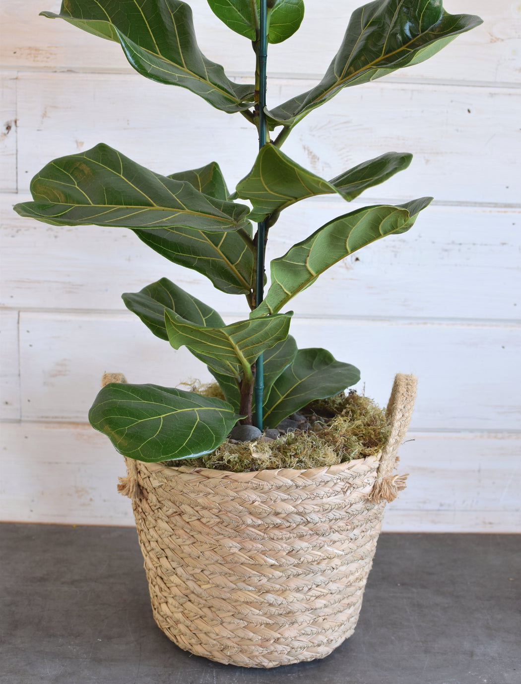 ikea fiddle leaf fig real Fiddle Leaf Fig (Figgy) in Basket| Stylish Indoor Plant at Flowerful Regular