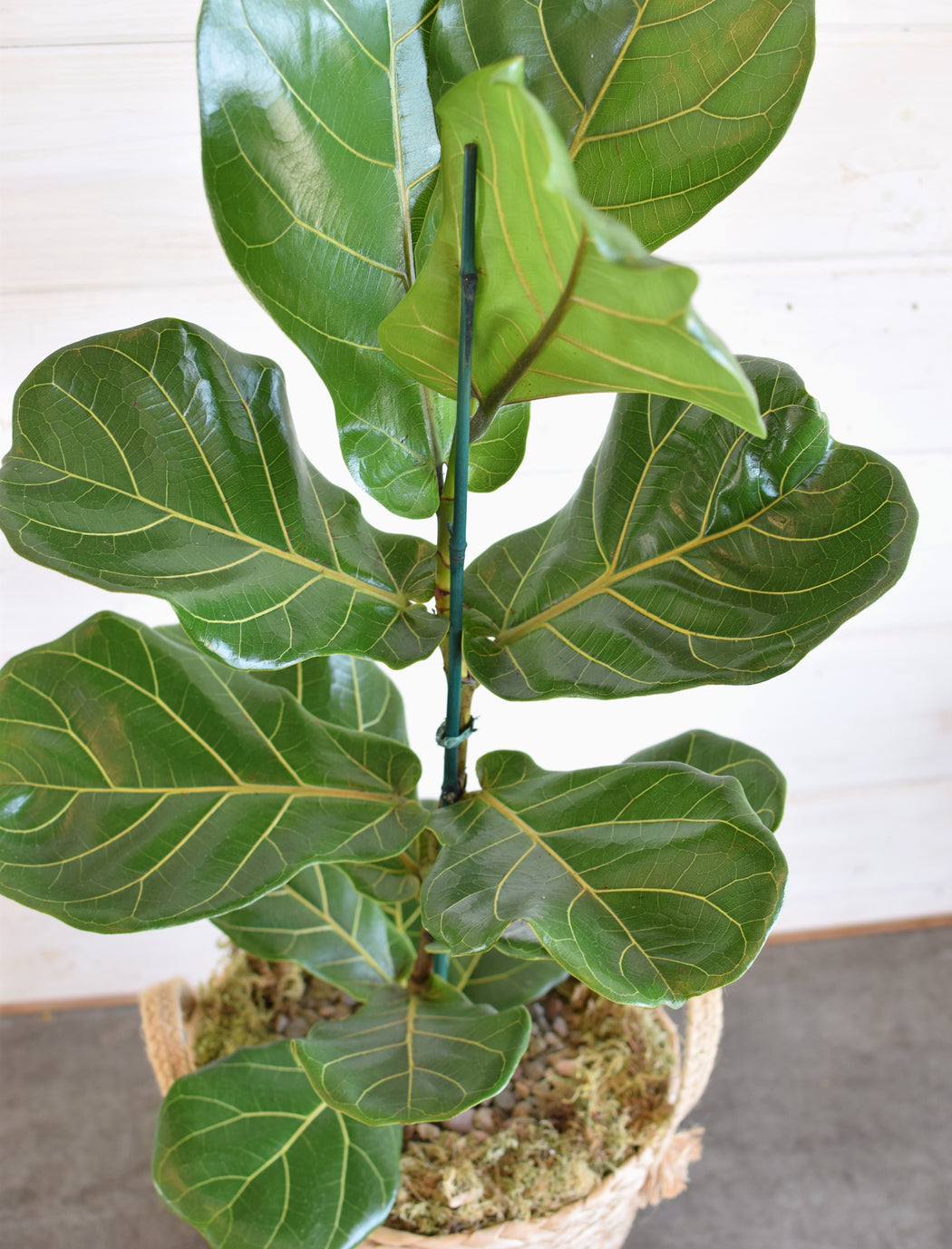 fiddle leaf fig tree with basket bayou breeze Fiddle Leaf Fig (Figgy) in Basket| Stylish Indoor Plant at Flowerful Regular