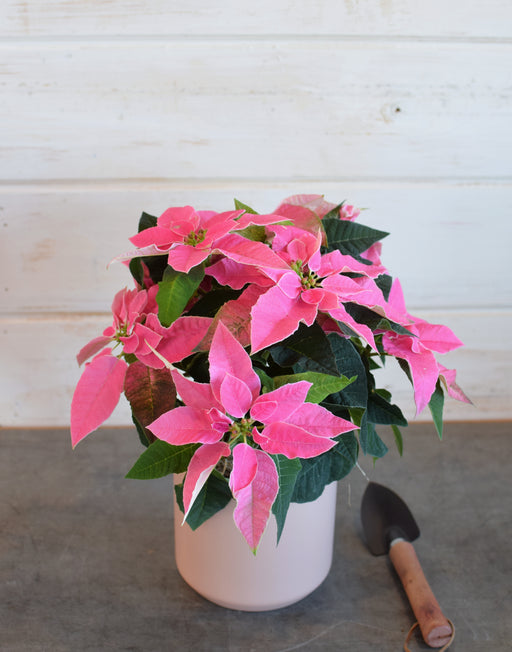 A Mini Poinsettia Plant from Flowerful, available in white with sparkles or light pink, potted in a stylish white ceramic pot with decorative moss accents.