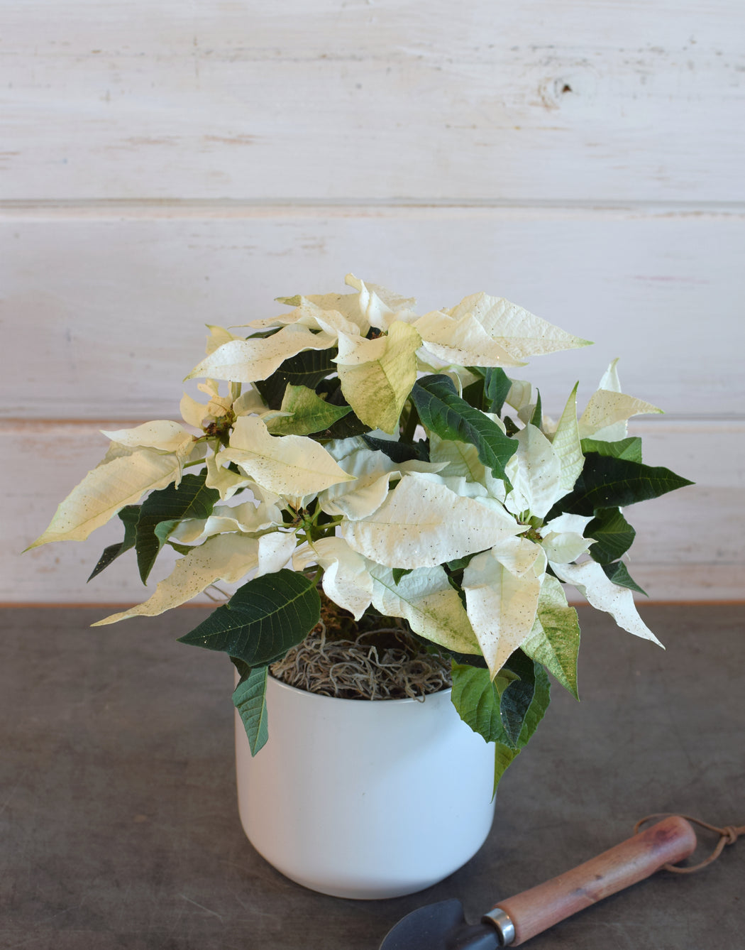 A Mini Poinsettia Plant from Flowerful, available in white with sparkles or light pink, potted in a stylish white ceramic pot with decorative moss accents.