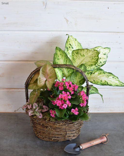 A small Mixed Plant Basket from Flowerful, featuring lush green and colorful plants like peace lily, kalanchoe, and ivy, arranged in a natural wicker basket with moss accents.