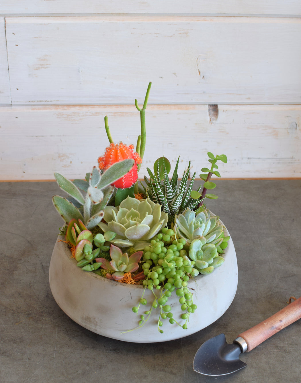 SUCCULENT BOWL