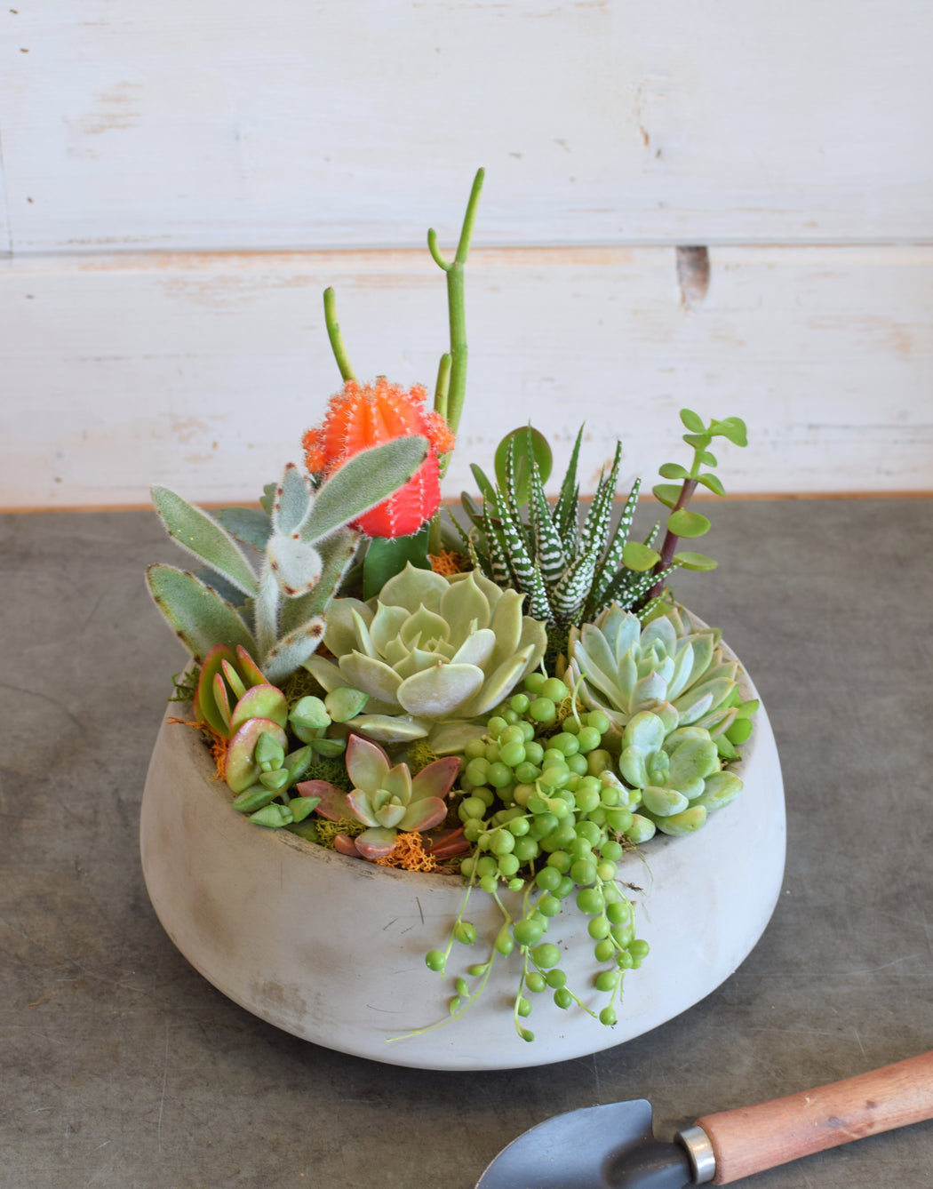 SUCCULENT BOWL