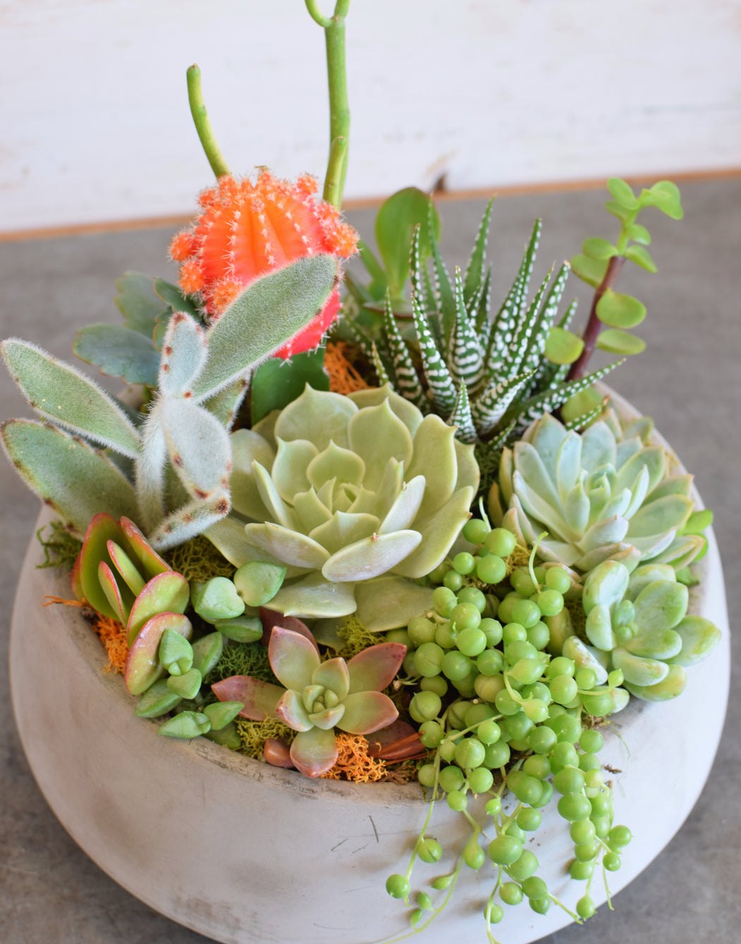 plant a succulent bowl Succulent Bowl — Flowerful