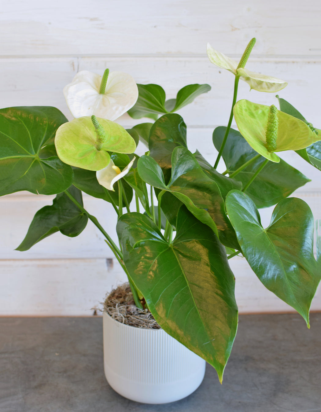 WHITE ANTHURIUM PLANT