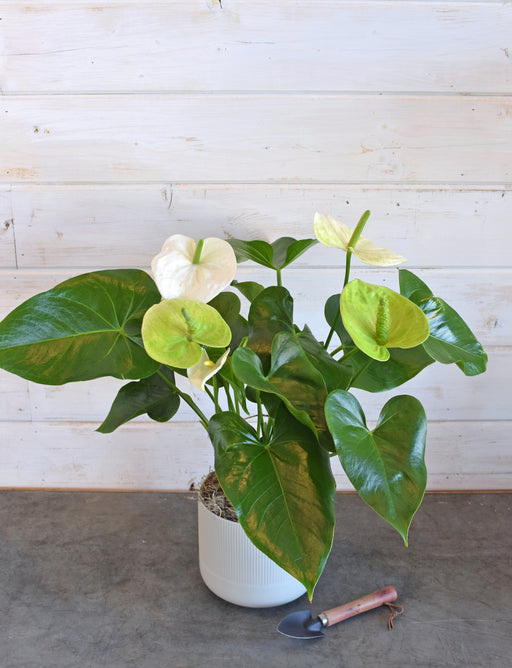 WHITE ANTHURIUM PLANT