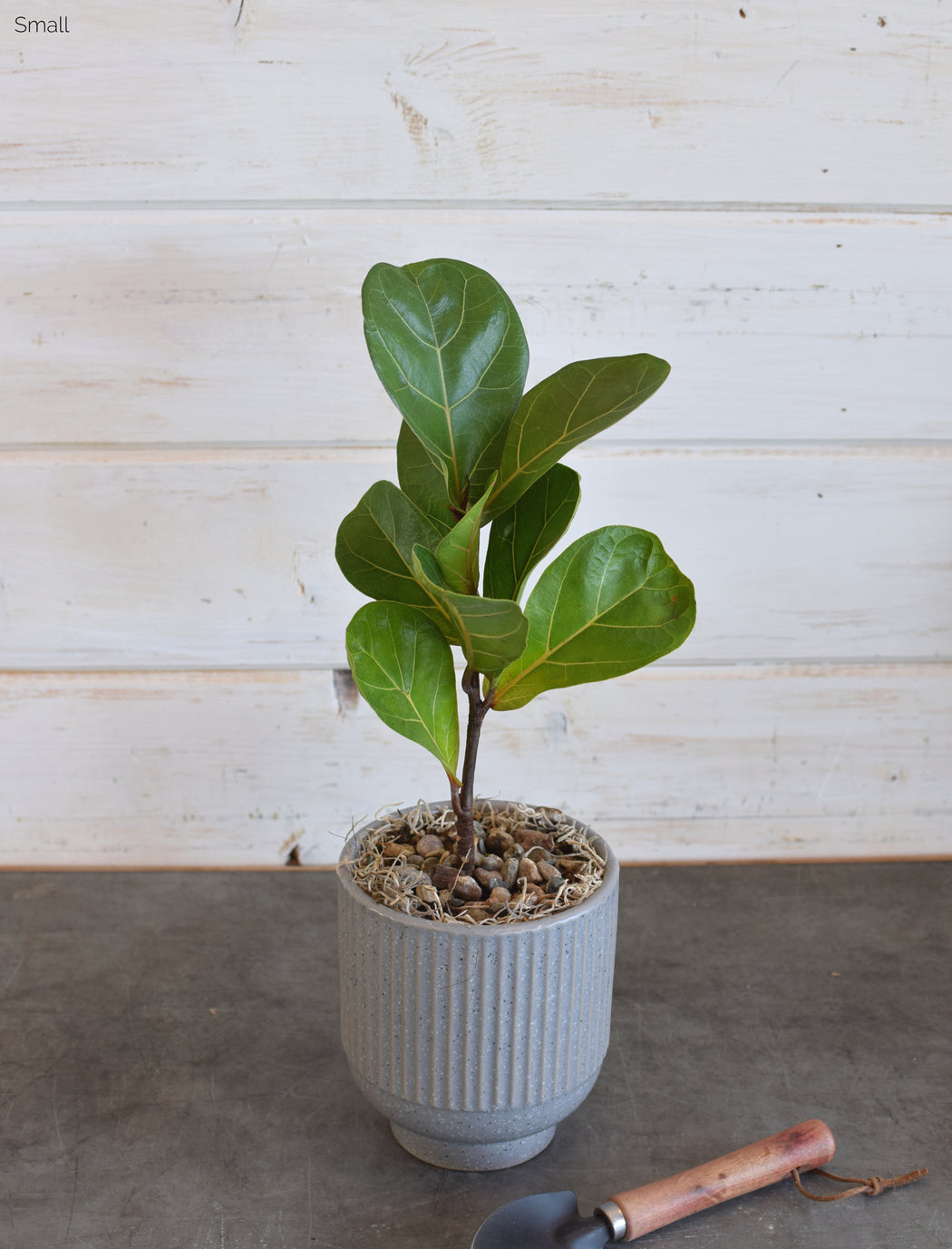 FIDDLE LEAF FIG