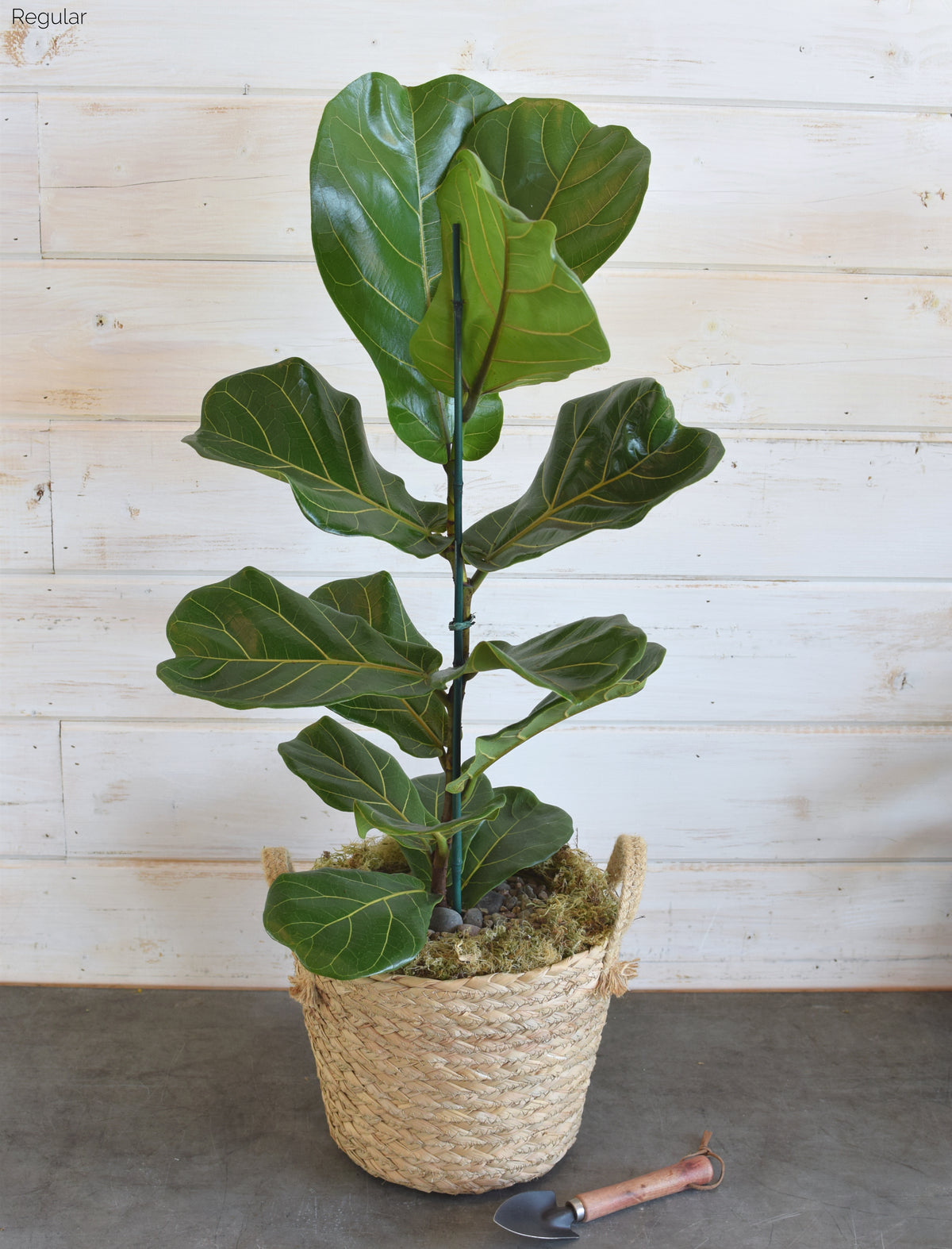 heb fiddle leaf fig Fiddle Leaf Fig (Figgy) in Basket| Stylish Indoor Plant at Flowerful Regular
