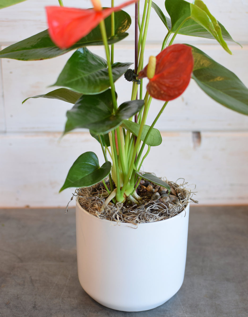 Mini Anthurium Plant