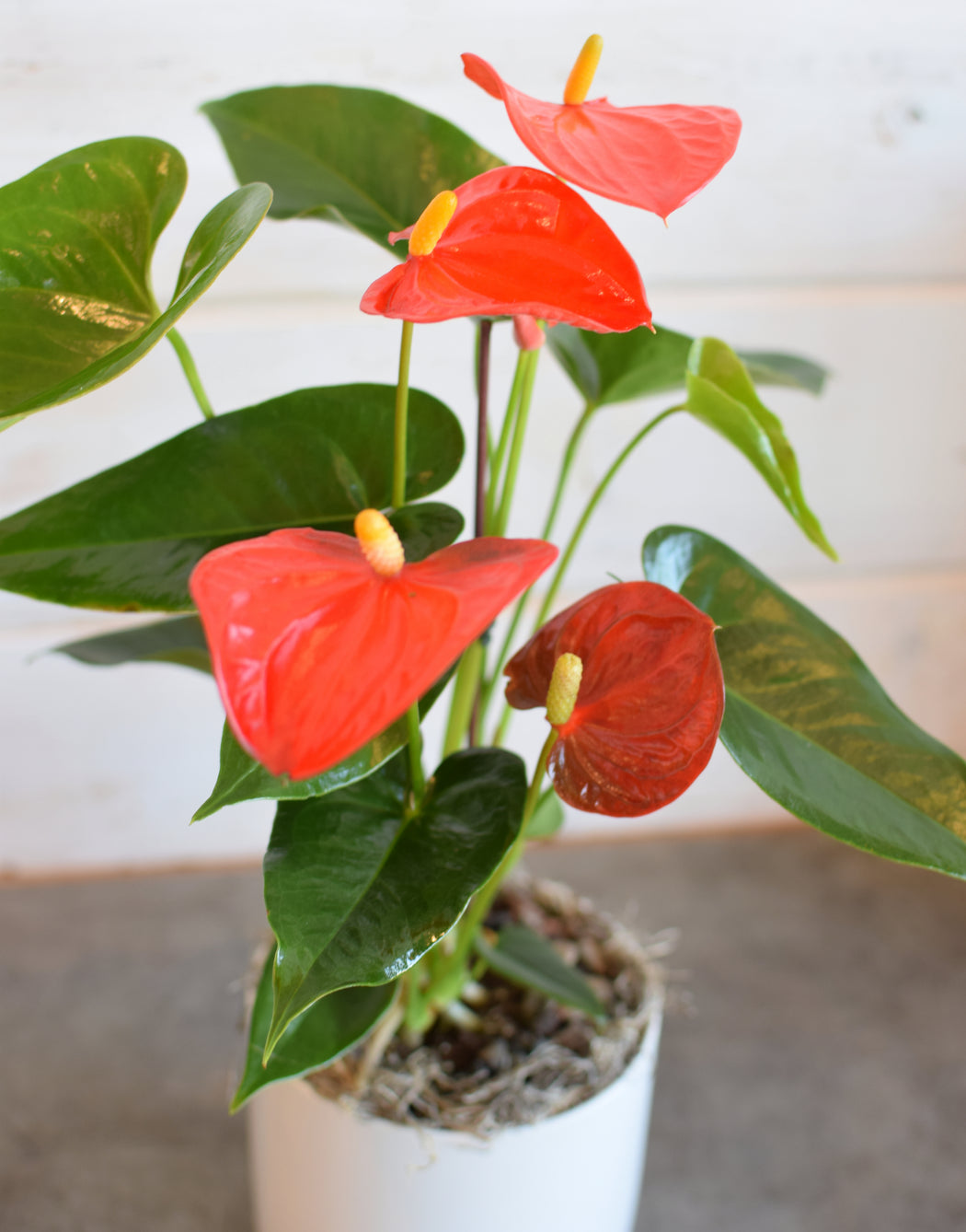 Mini Anthurium Plant
