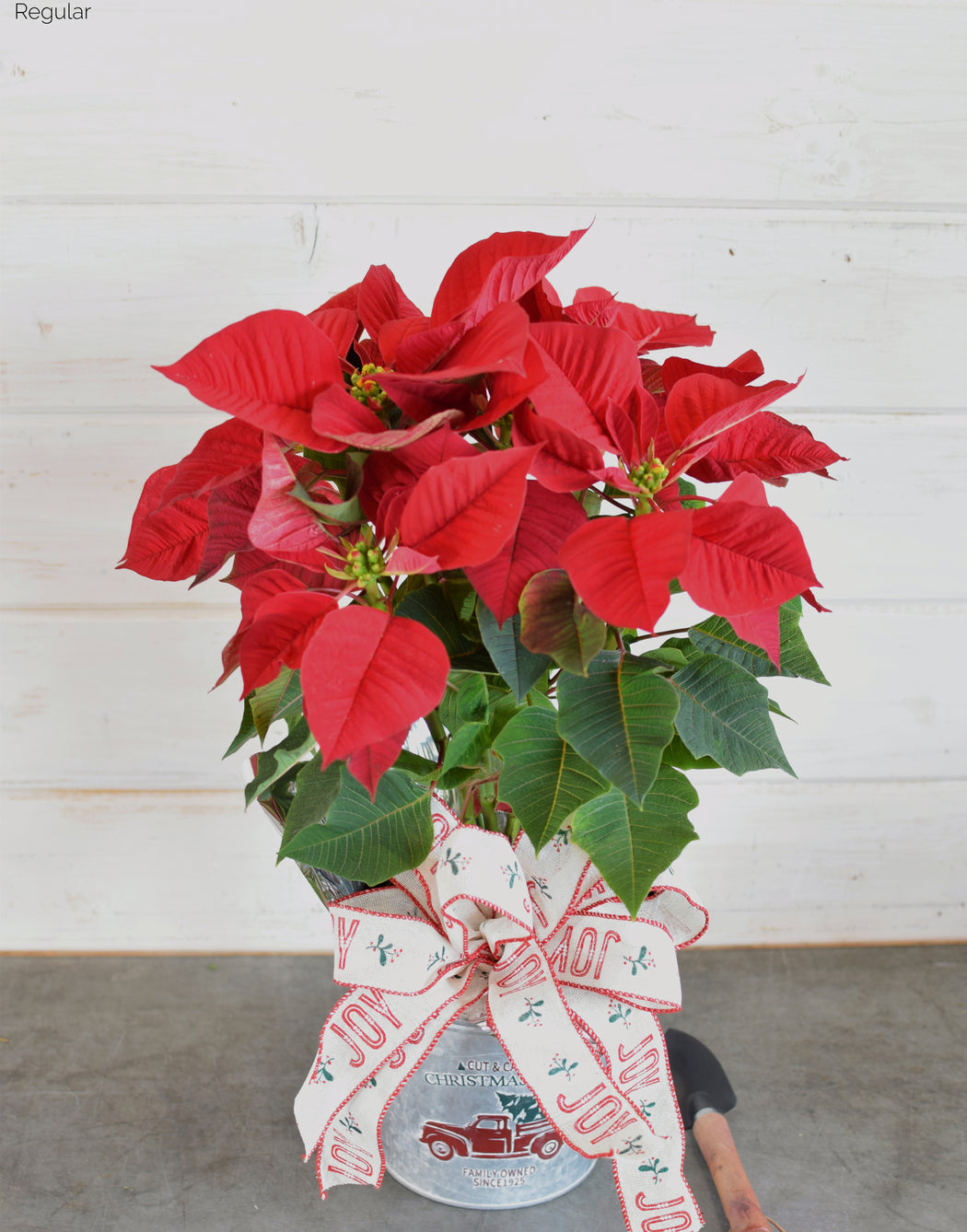 POINSETTIA