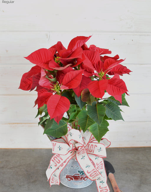 POINSETTIA