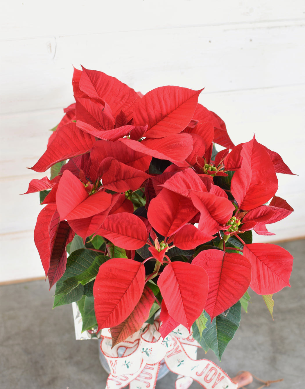 POINSETTIA