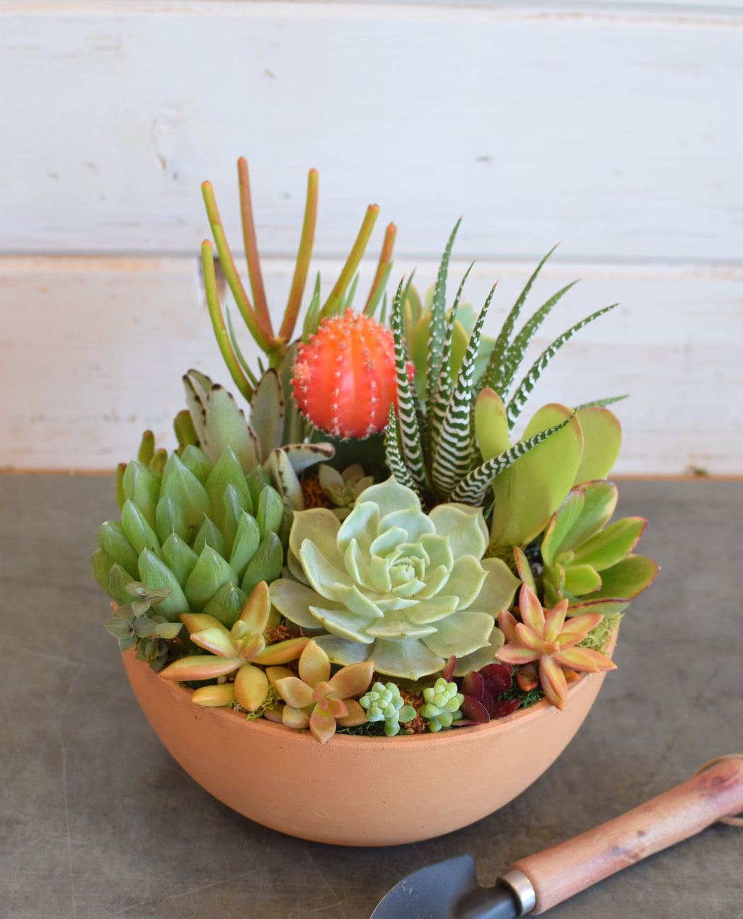 Succulent Bowl