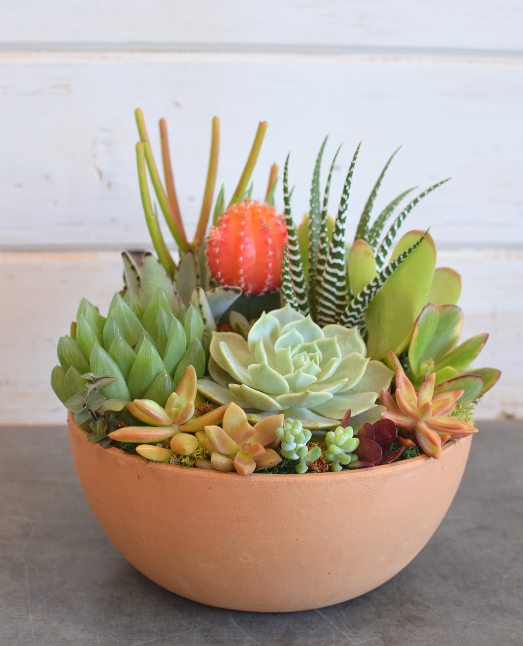 Succulent Bowl