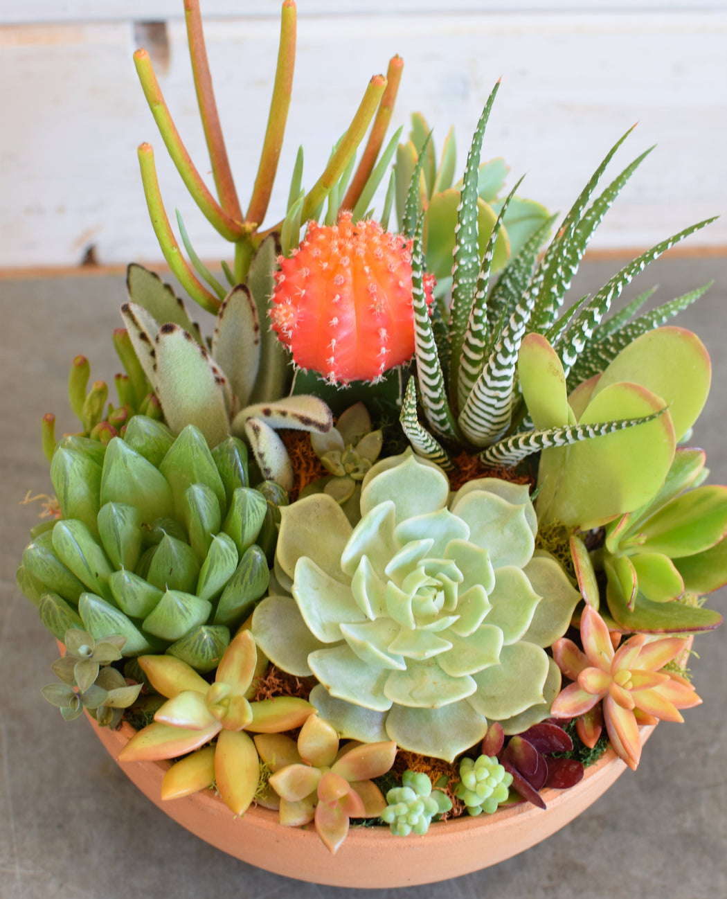 Succulent Bowl