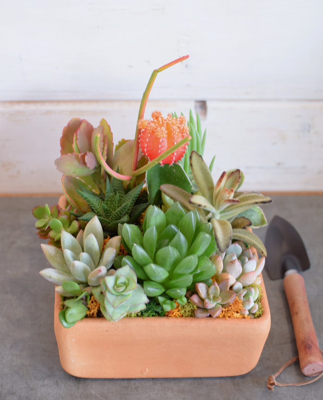 succulent crate SUCCULENT BOX — Flowerful