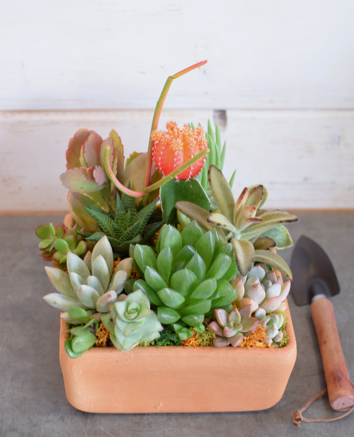 succul SUCCULENT BOX