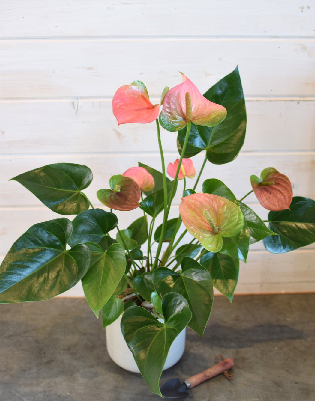 Anthurium plant with heart-shaped leaves and vibrant pink, white, or red blooms in a stylish Accent Decor pot, accented with pebbles and moss