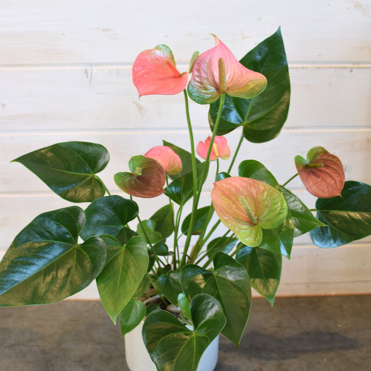 Anthurium Plant