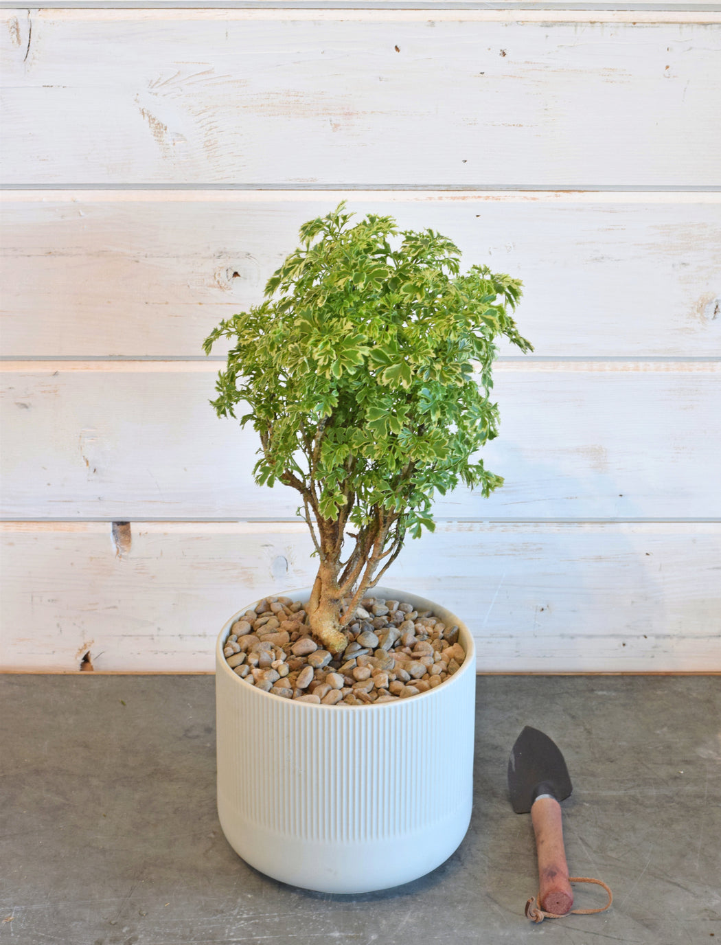 bonsai tree orange county Bonsai Tree in Ceramic Pot