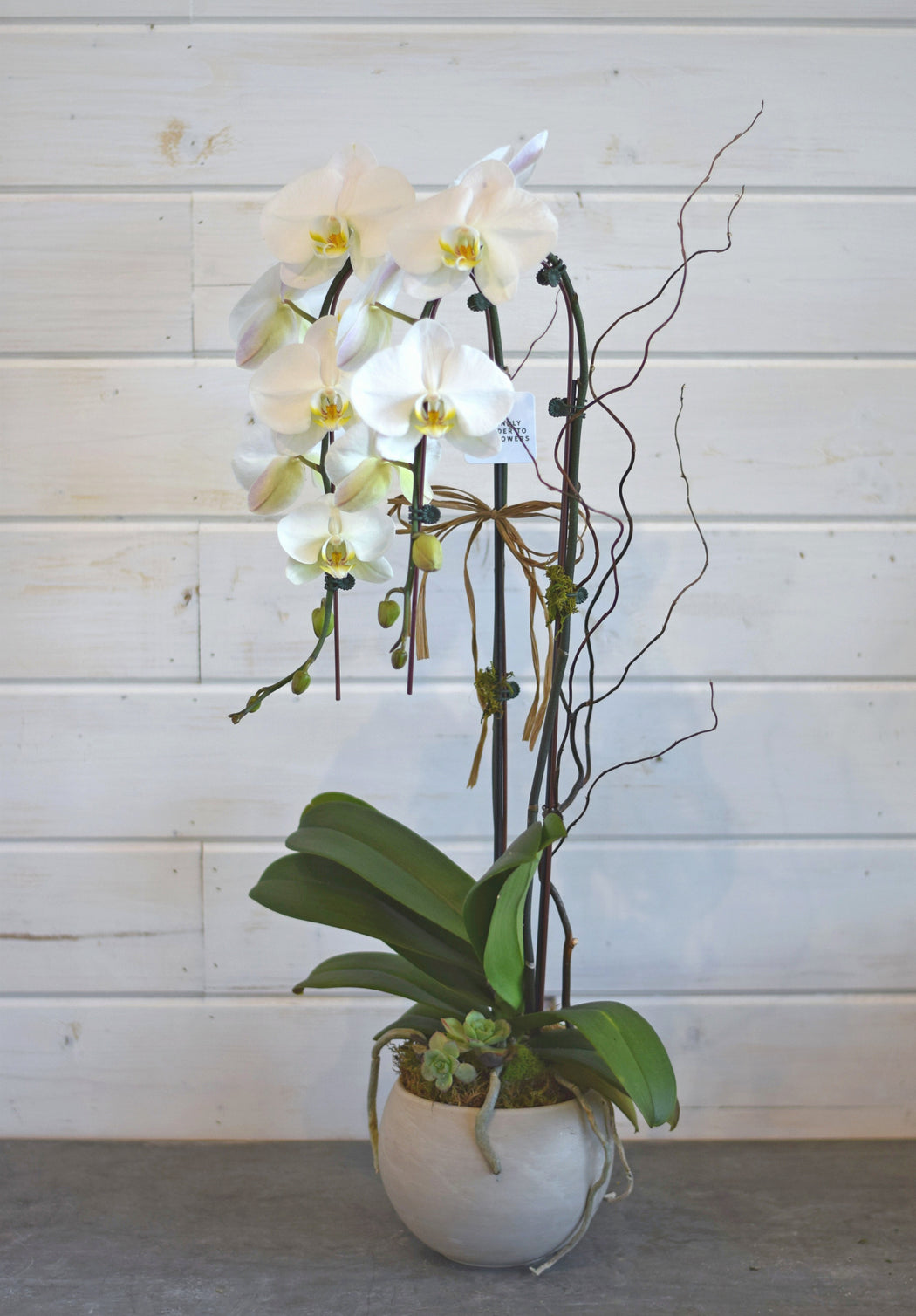 DOUBLE PHALAENOPSIS ORCHID