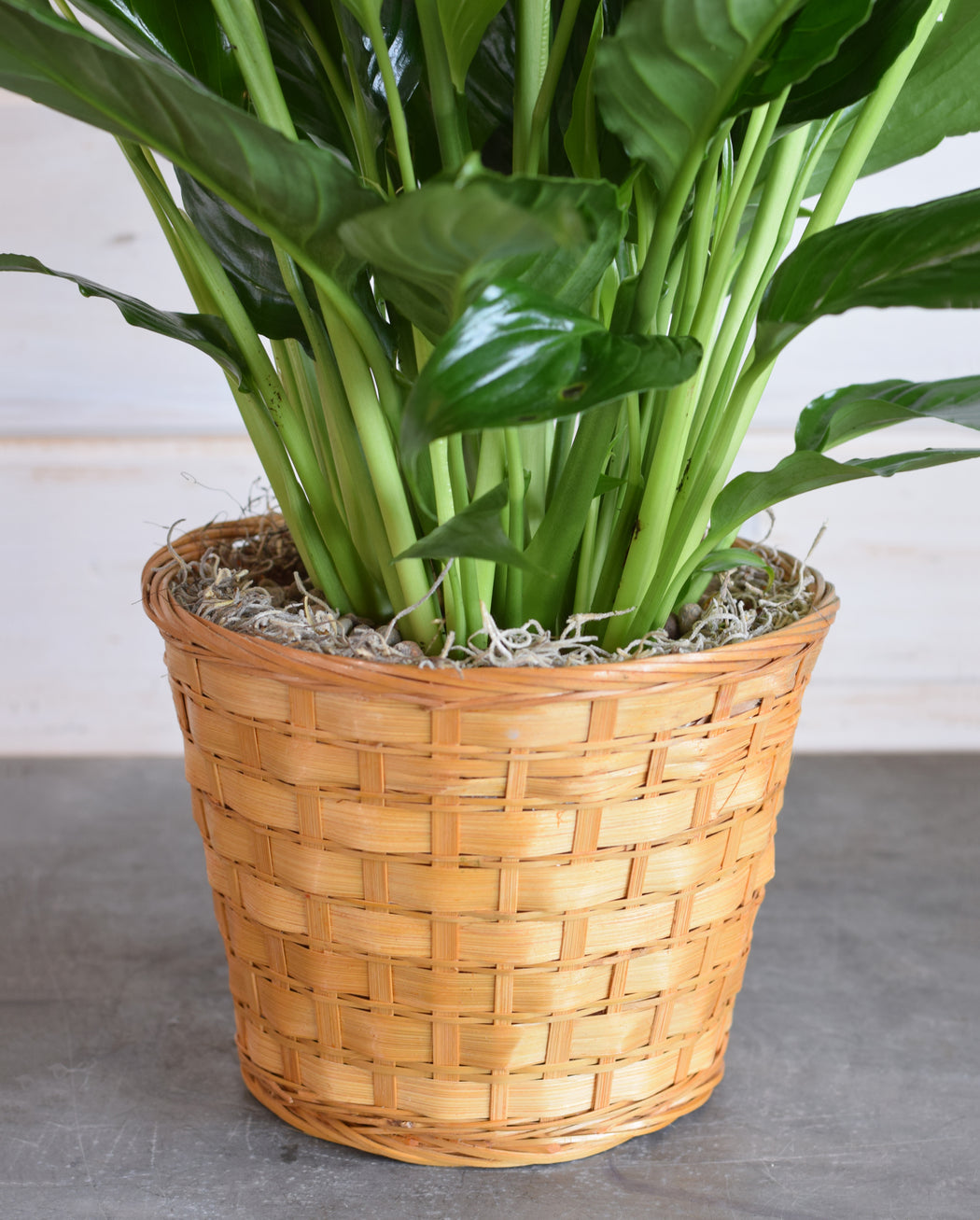 peace lily good for home Peace Lily — Flowerful