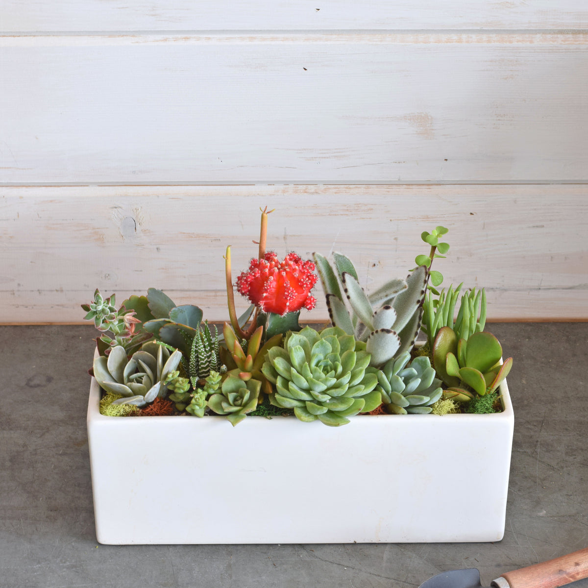 rectangle succulent planter Succulent Planter — Flowerful