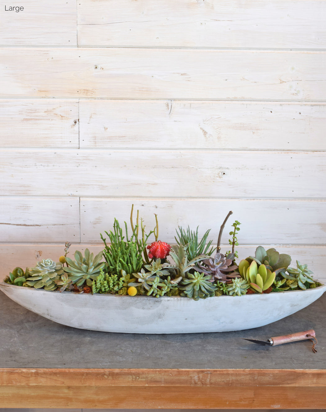 succulent plants to ship Succulent Boat Small