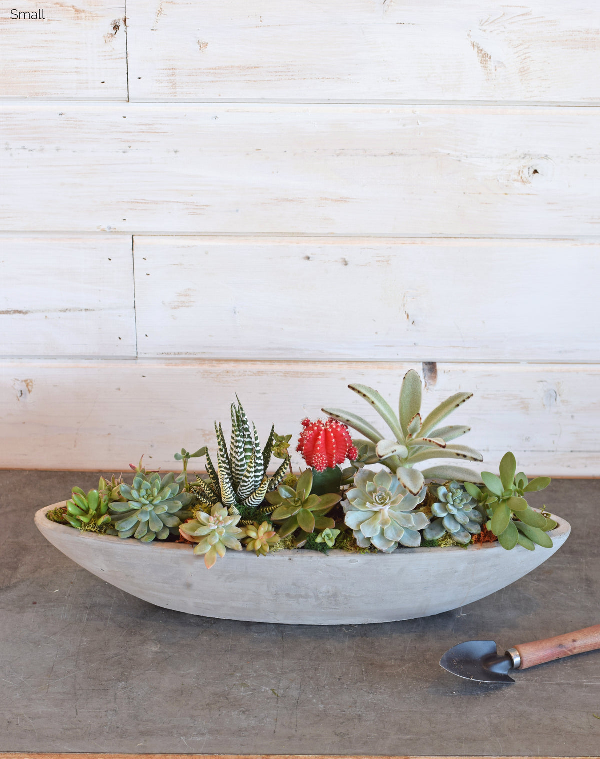 boat succulent Succulent Boat Small
