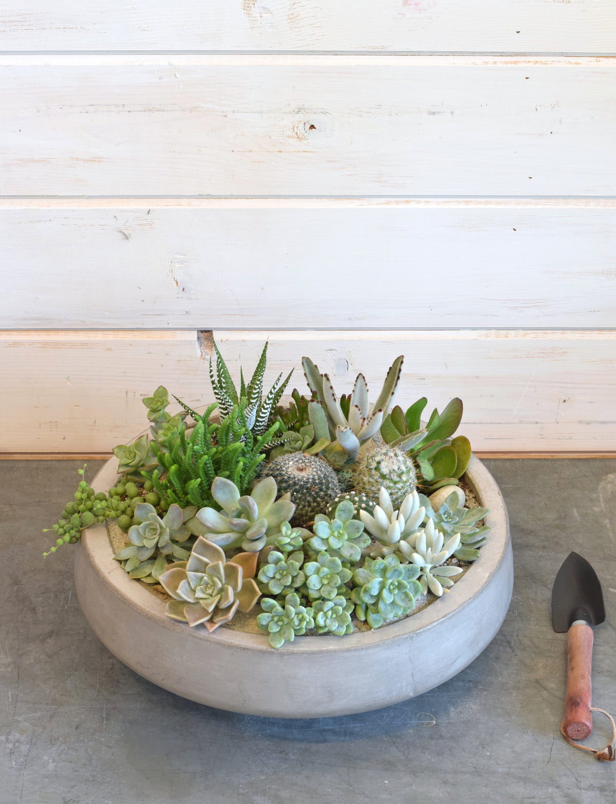 succulents homebase Succulent Basin