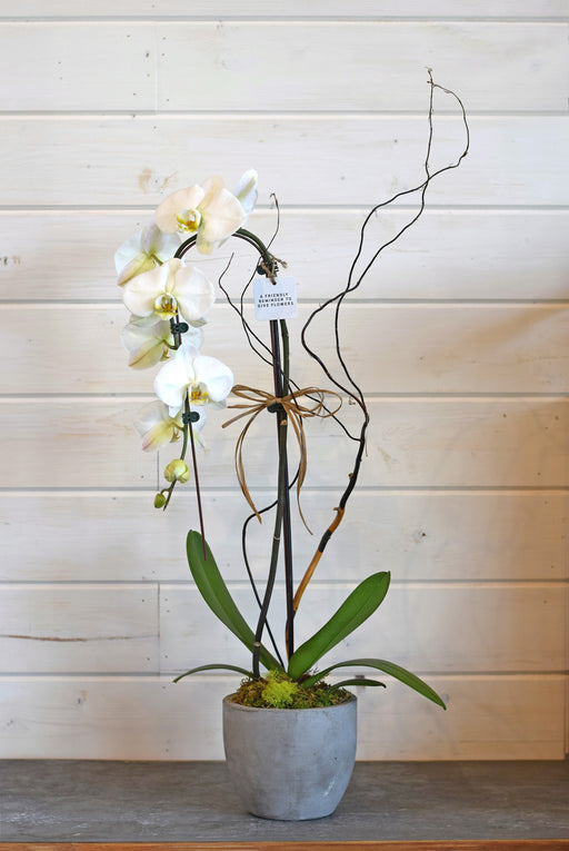 Phalaenopsis Orchid in a modern concrete vessel with moss, willow branches, and raffia accents, featuring creamy white or blush blooms, perfect for home décor or gifting.