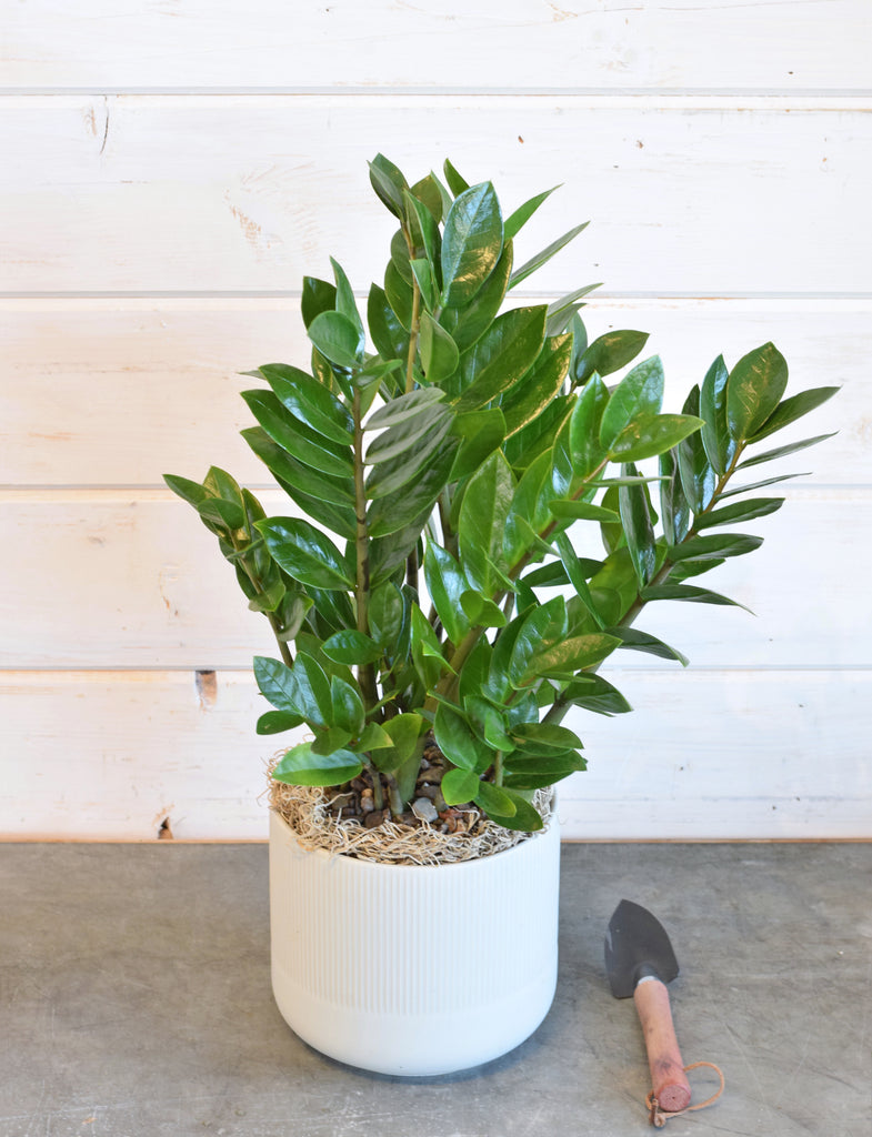 zz plant edible ZZ Plant — Flowerful